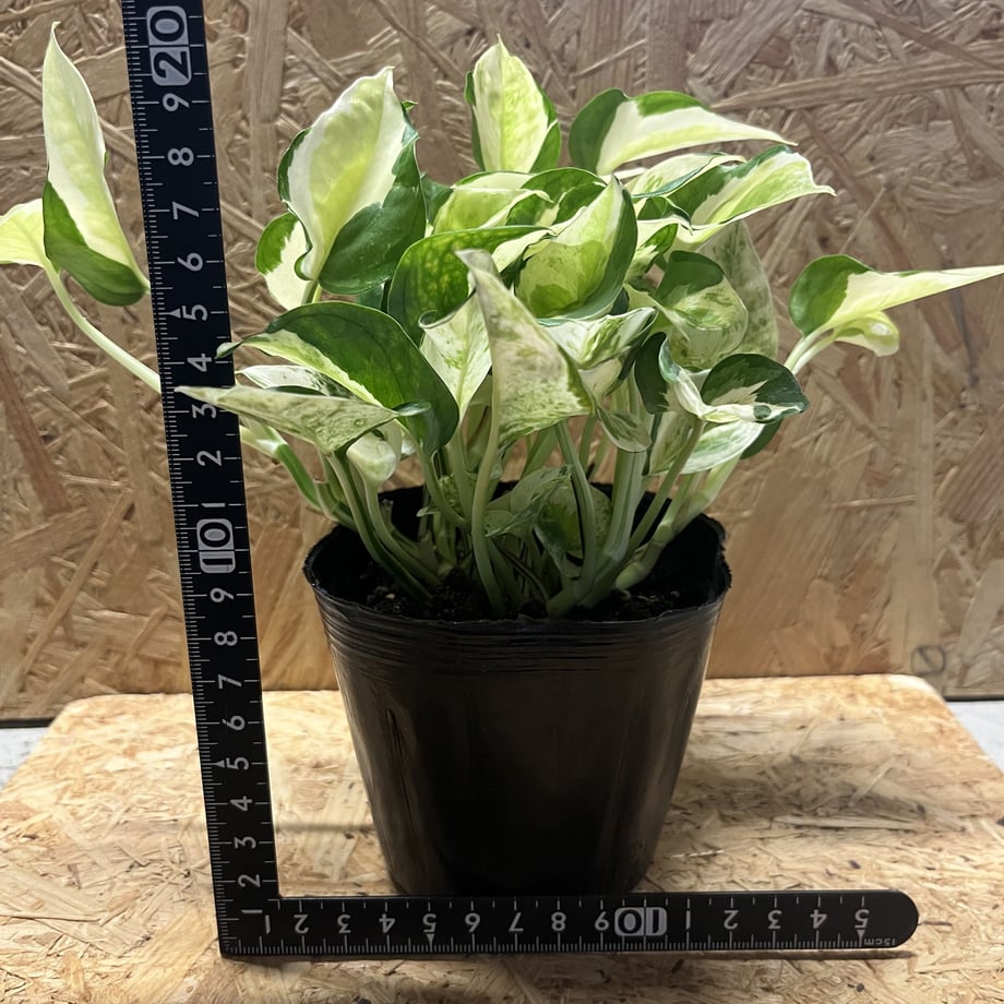 64bdff784b15c0002b77f244