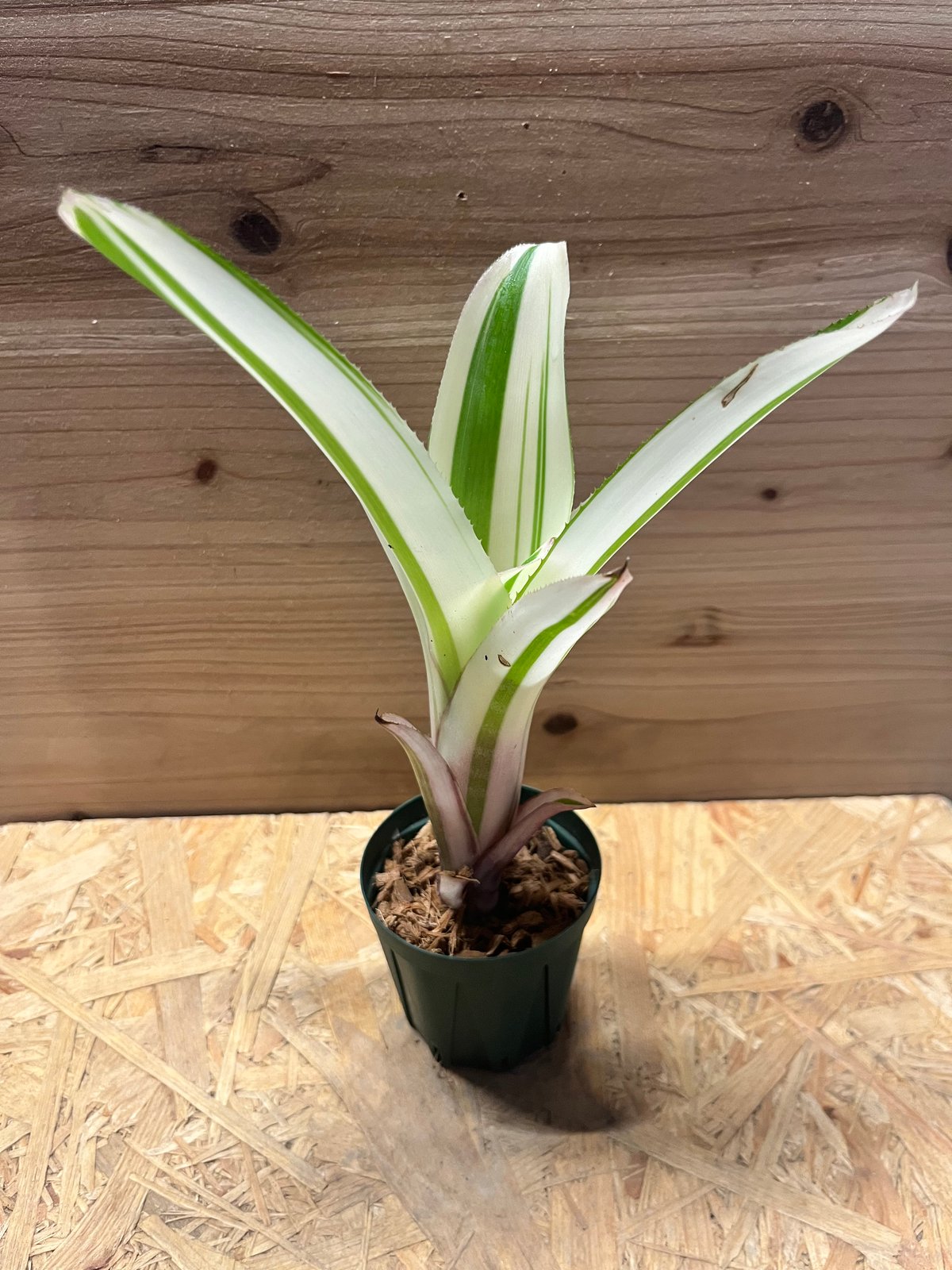 ビルベルギア ピラミダリス 'キョウト' | GREEN LUCK