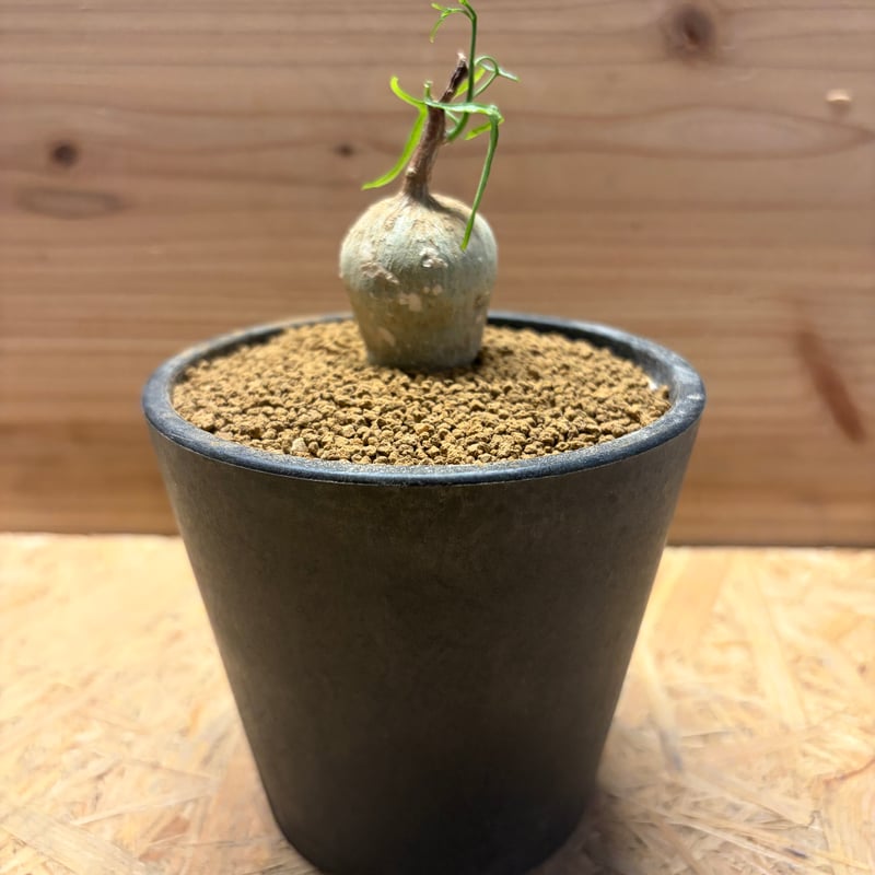 アデニア キルキー 塊根植物 コーデックス アデニア キルキー | GREEN LUCK
