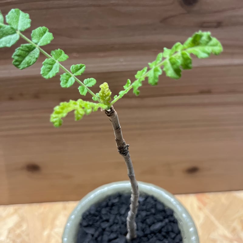 ボスウェリア サクラ×伝市鉢 穴窯 | GREEN LUCK