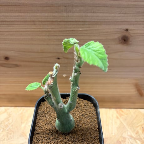 アデニア　ケラマンサス