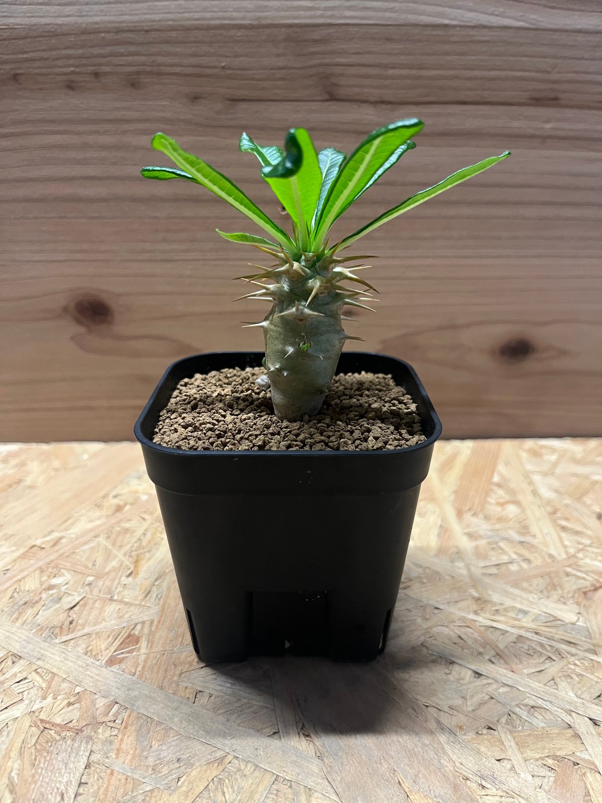 パキポディウム アンボンゲンセ | GREEN LUCK