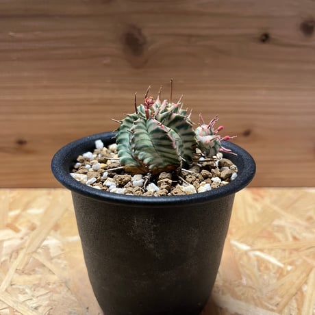 STORES コーデックスの検索結果