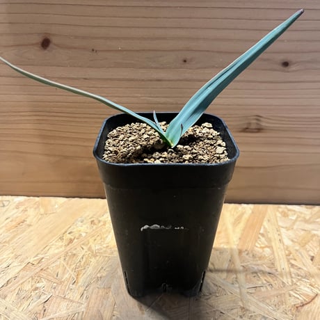 ウェルウィッチア | STORES