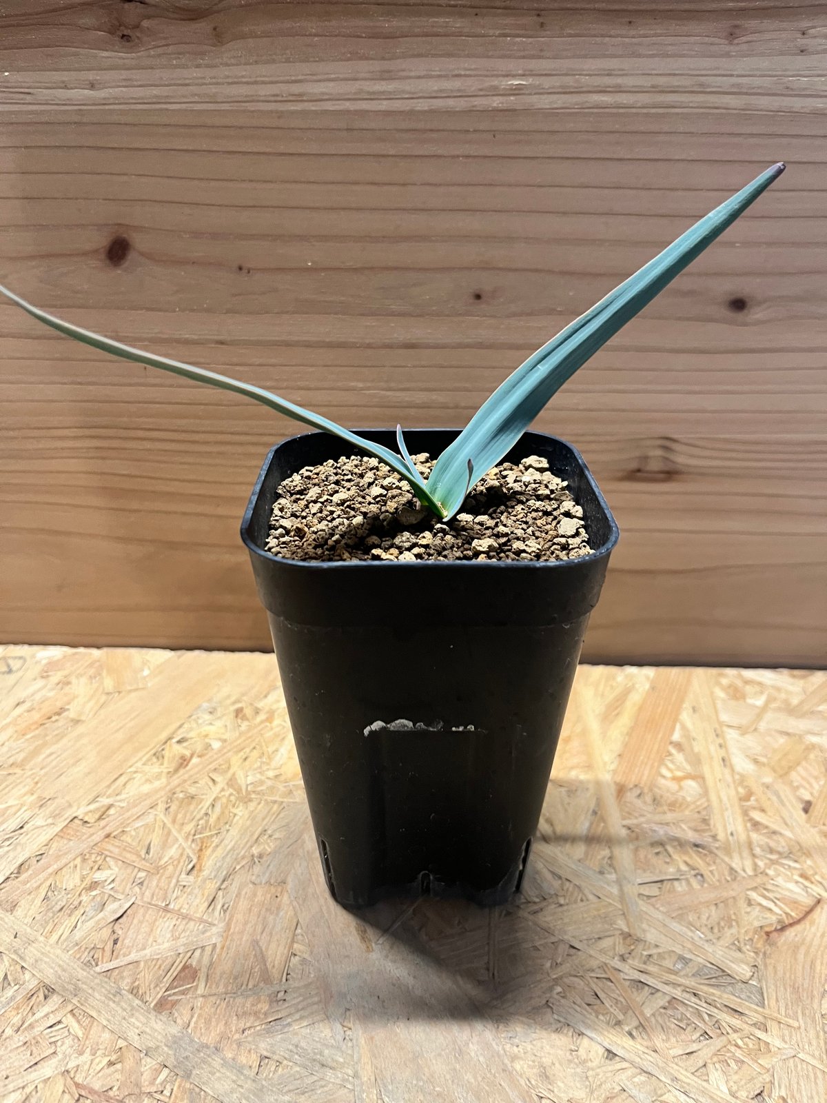 奇想天外 ウェルウィッチア ミラビリス 葉幅25cm ビザールプランツ 