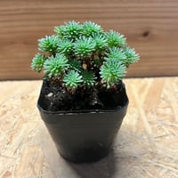 フォークイエリア プルプシー | GREEN LUCK