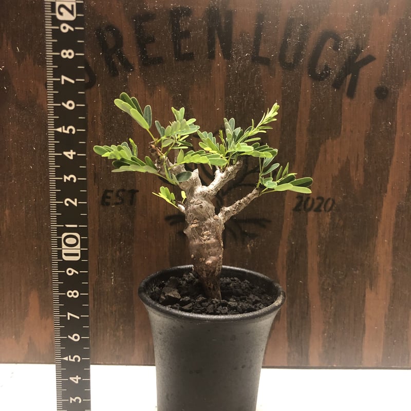 センナ メリディオナリス | GREEN LUCK