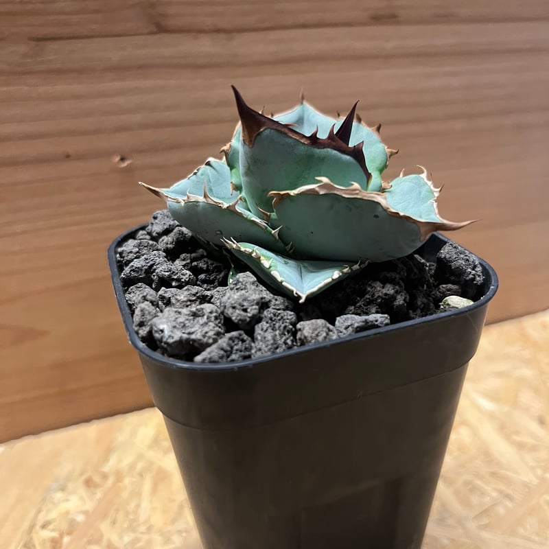アガベ チタノタ シャーク 台湾 | GREEN LUCK