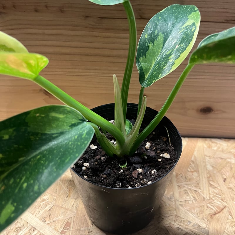 フィロデンドロン グリーンコンゴ バリエガータ | GREEN LUCK