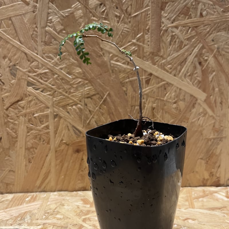 オペルクリカリア パキプス 実生 | GREEN LUCK