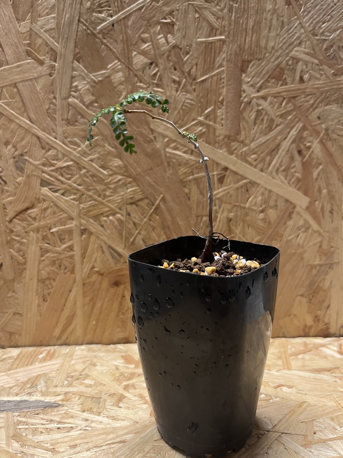 オペルクリカリア パキプス 実生 | GREEN LUCK