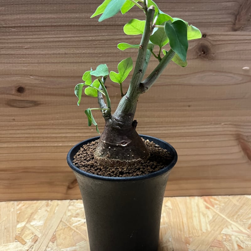 アデニア スピノーサ | GREEN LUCK