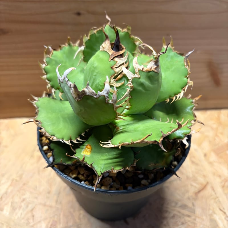 アガベ チタノタ 'フィリグリー' | GREEN LUCK