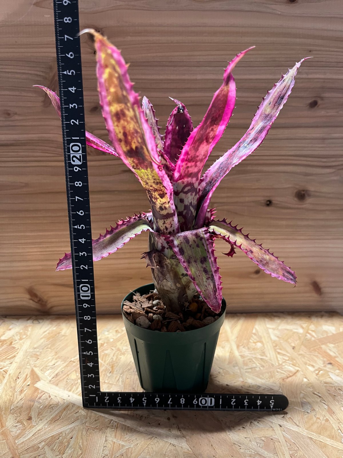 エクメア オーランディアナ エンサイン | GREEN LUCK