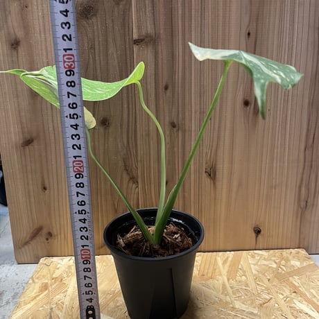 斑入りモンステラ　イエローモンスター　8