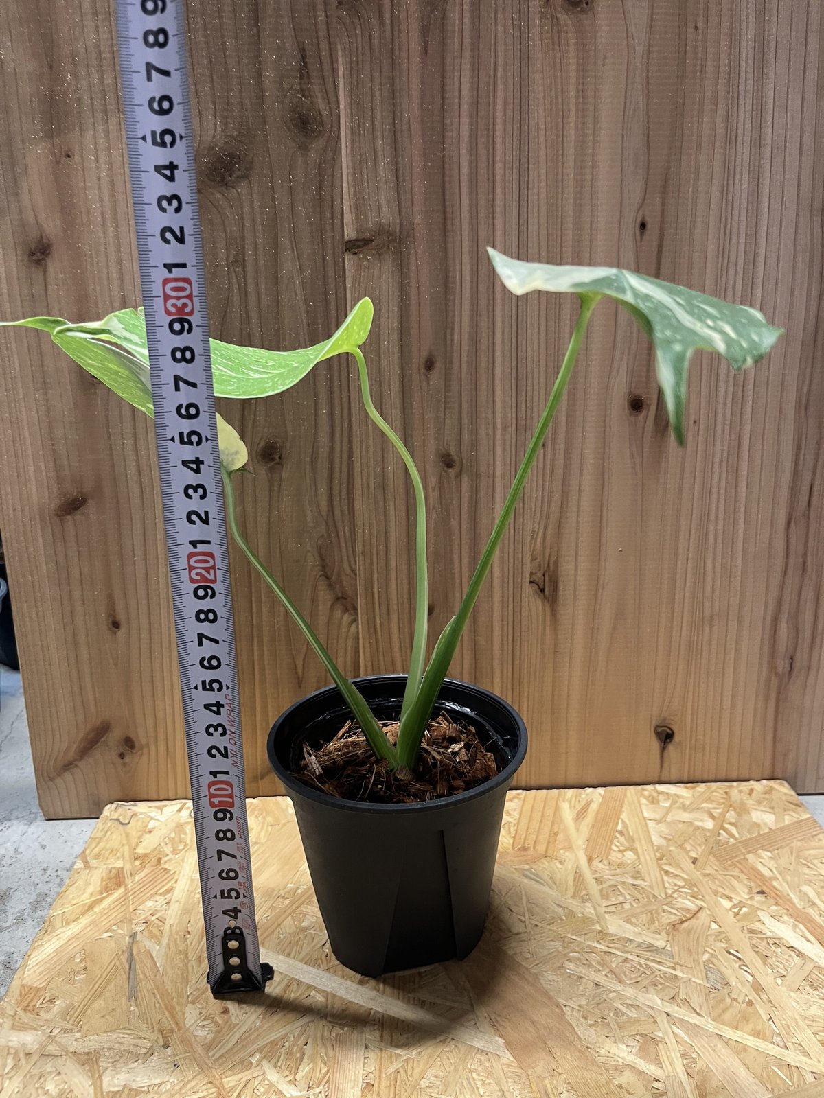 mania　②③④　モンステラ　斑入り『イエローモンスター』3苗セット 楽天市場】モンステラ イエローモンスターの通販