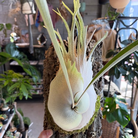 ビカクシダベイチー | STORES