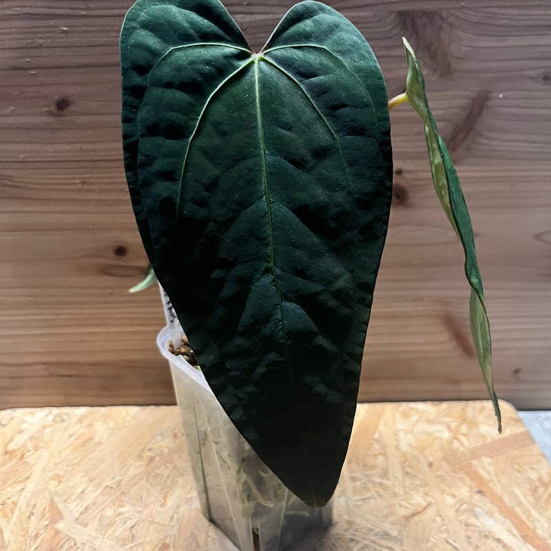 アンスリウム sp.nov DF×エースオブスペード | GREEN LUCK