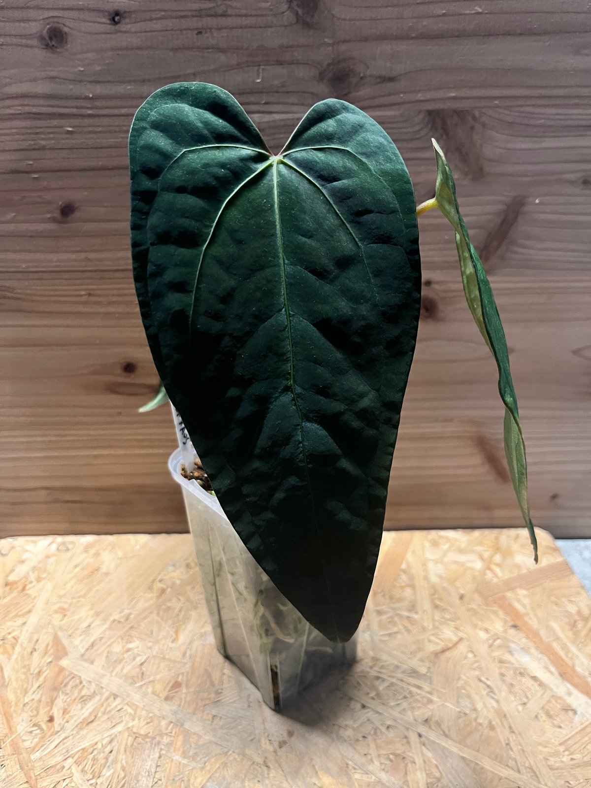 アンスリウム sp.nov DF×エースオブスペード | GREEN LUCK