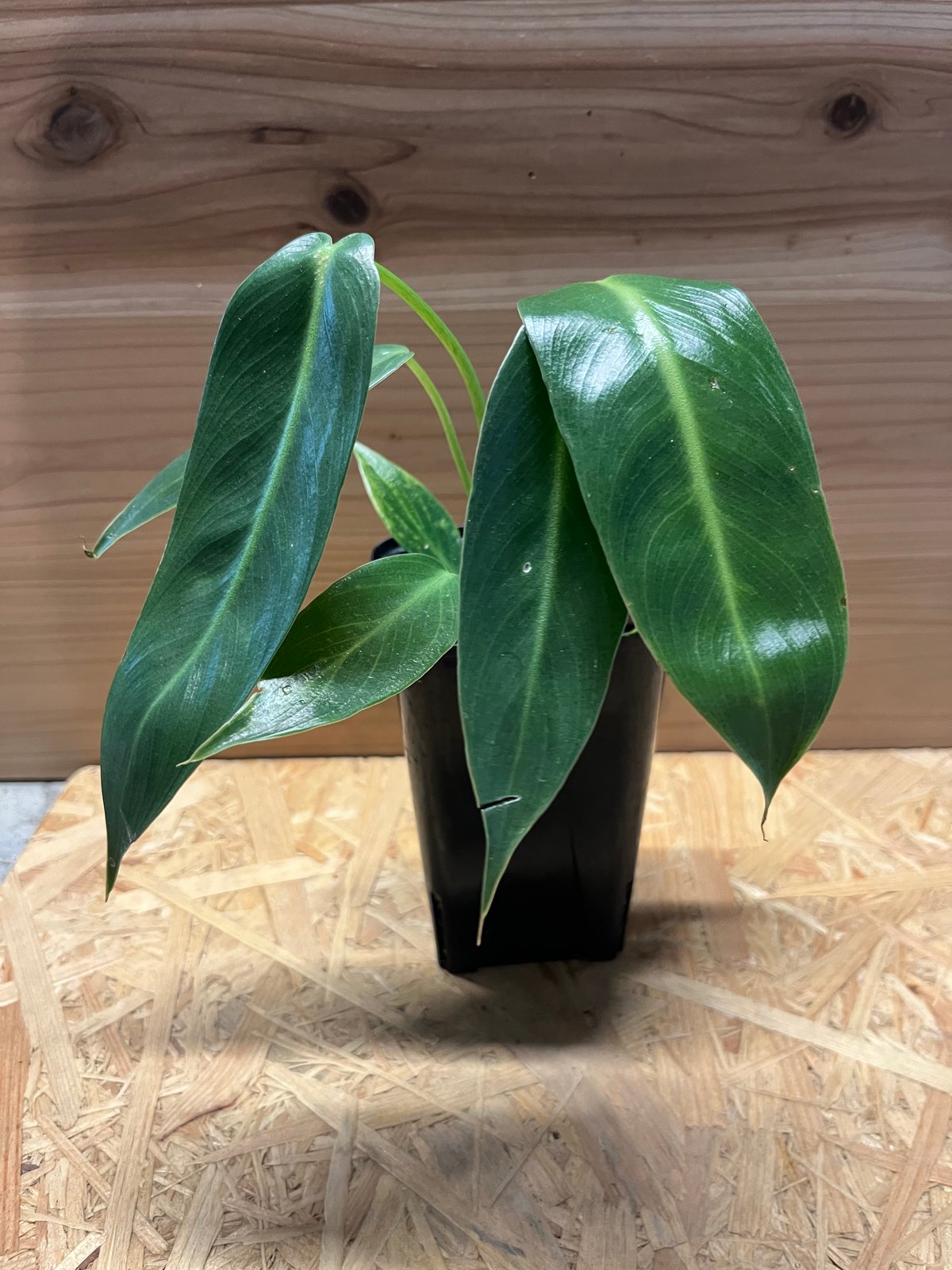 観葉植物 スピリタス・サンクチ フィロデンドロン スピリタスサンクチ | GREEN LUCK