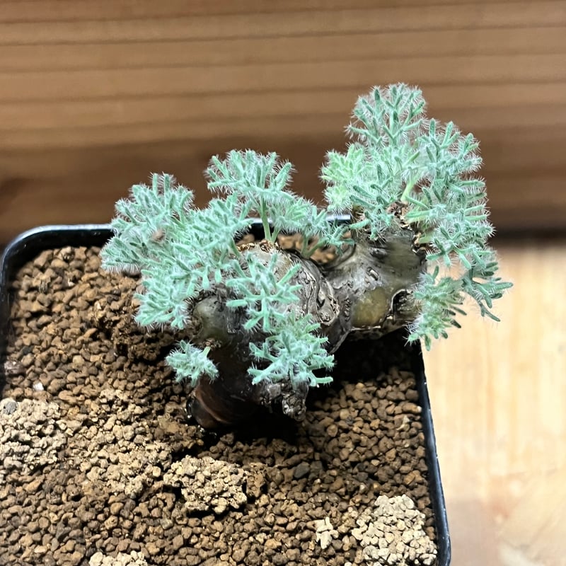 モンソニア ムルチフィダ | GREEN LUCK