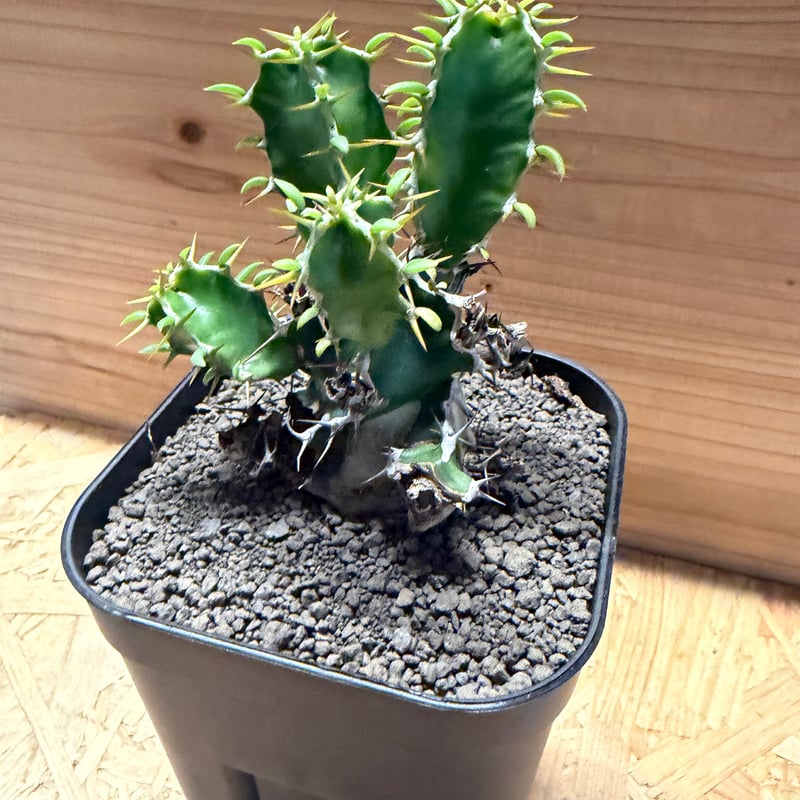 ユーフォルビア ムランジーナ | GREEN LUCK