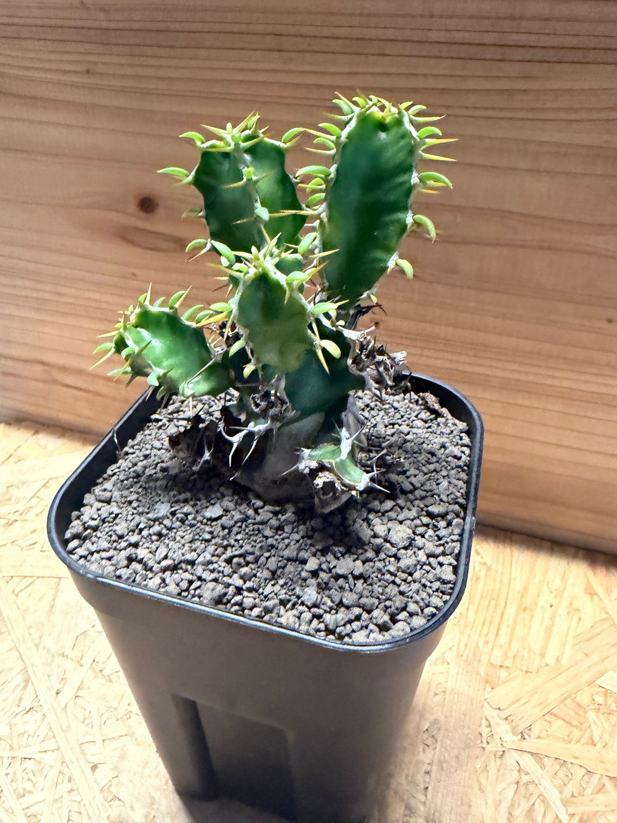 ユーフォルビア ムランジーナ | GREEN LUCK