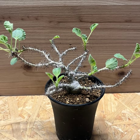 ヤトロファ マルギナータ 特大サイズ 現品限り】ヤトロファ・マルギナータ 特大【AD33】 Jatropha