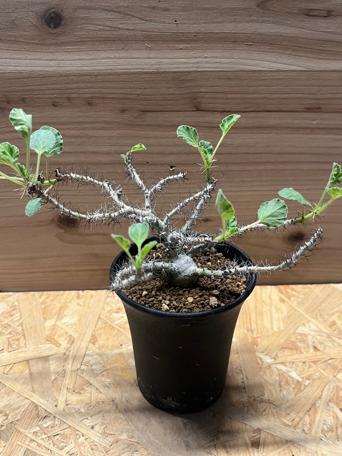Ramat Planter #237 × ヤトロファ マルギナータ Ramat Planter
