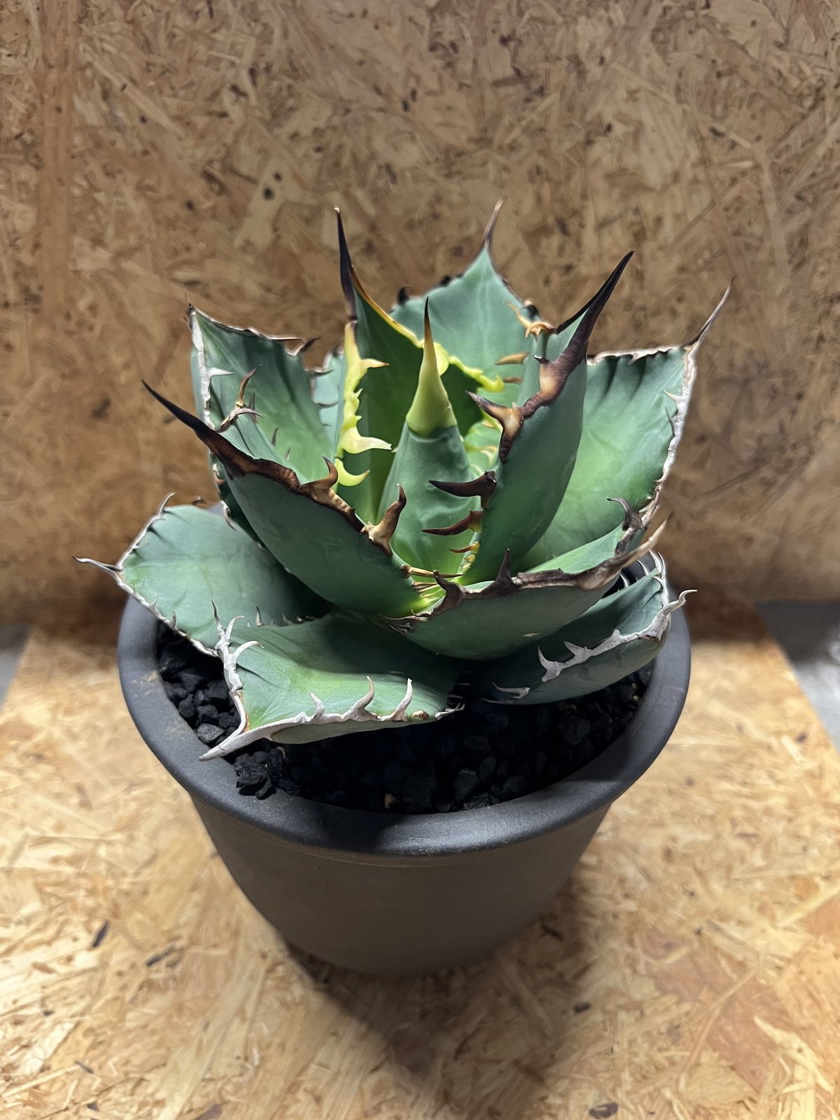 fit=scale-down,w=1200