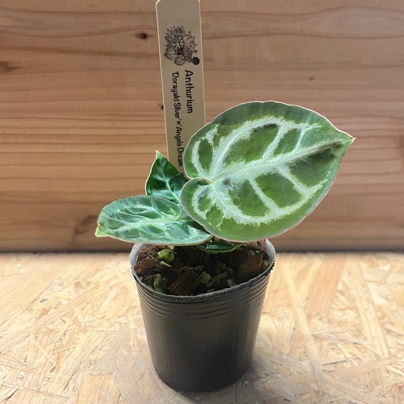 アンスリウム ドラヤキシルバー×エンジェルズドリーム×レッド