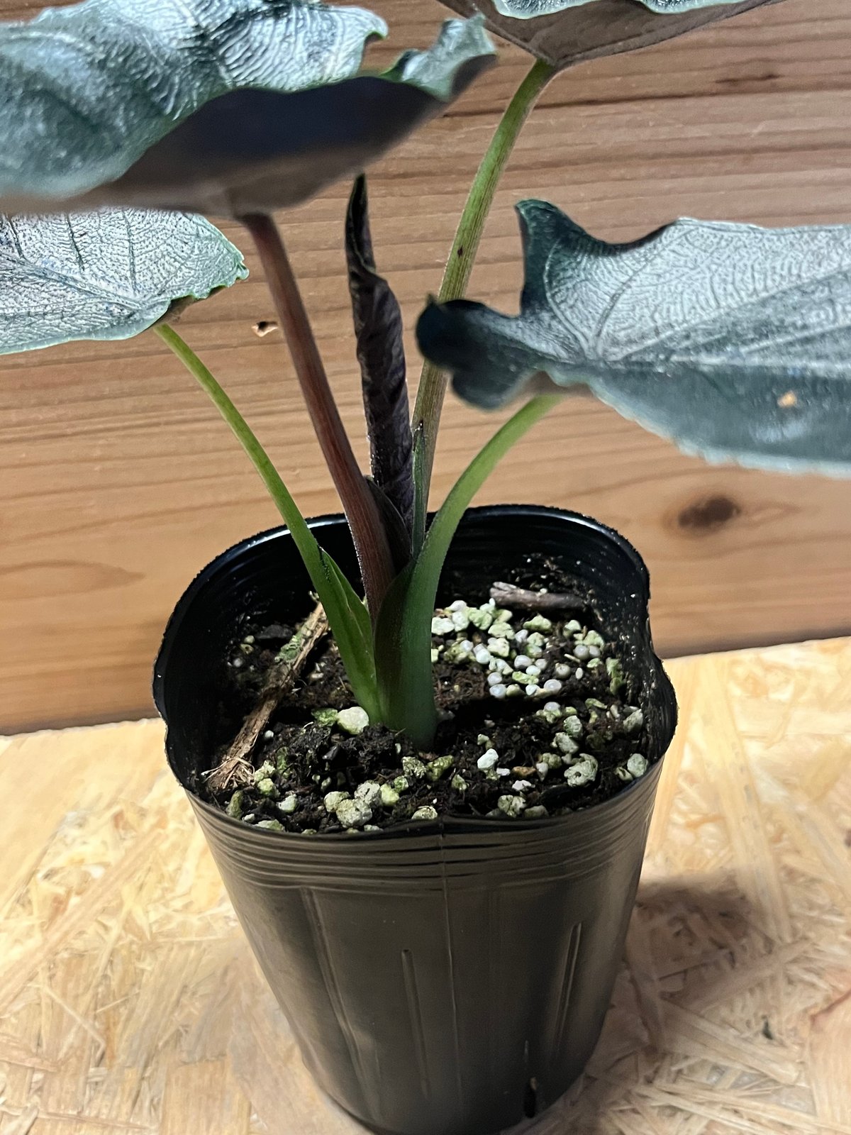 アロカシア アントロベルベット | GREEN LUCK