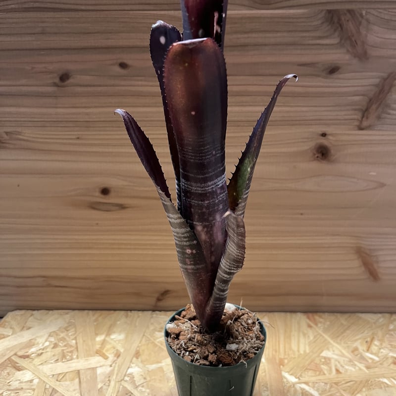 ビルベルギア オビワン | GREEN LUCK