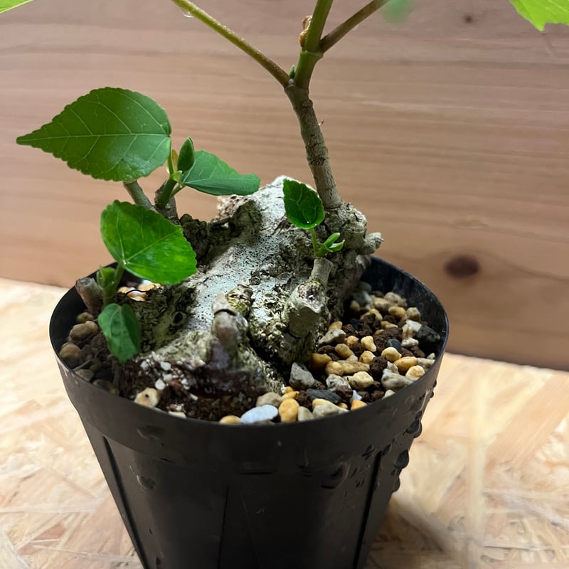 オオハマボウ | GREEN LUCK