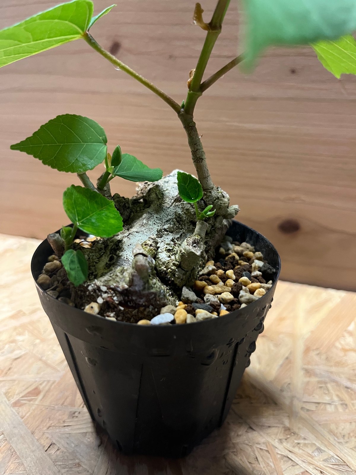 ✨✨✨オオハマボウ【◎良品素材】検/ユウナ/マルマルオオハマボウ fit=scale-down,w=1200