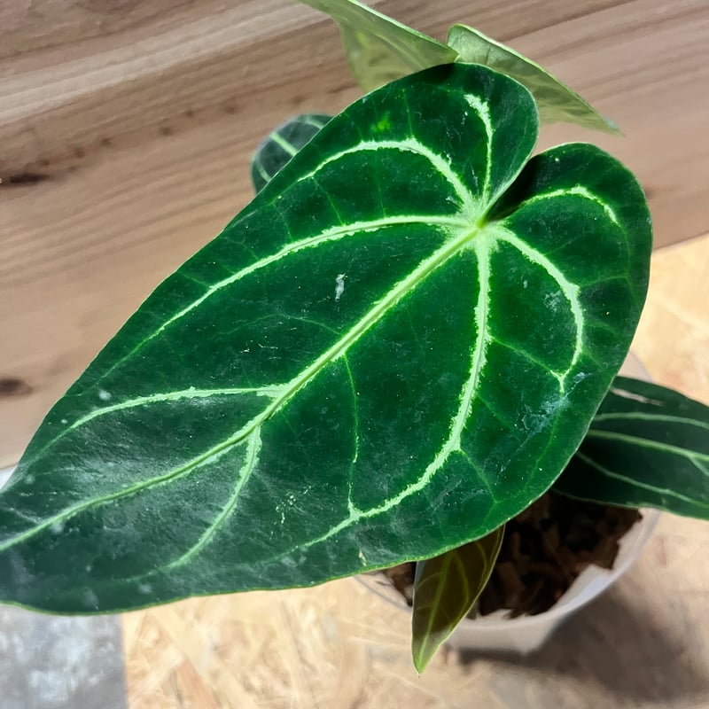 アンスリウム　ドレスレリ　ダーク Anthurium dressleri - Etsy 日本