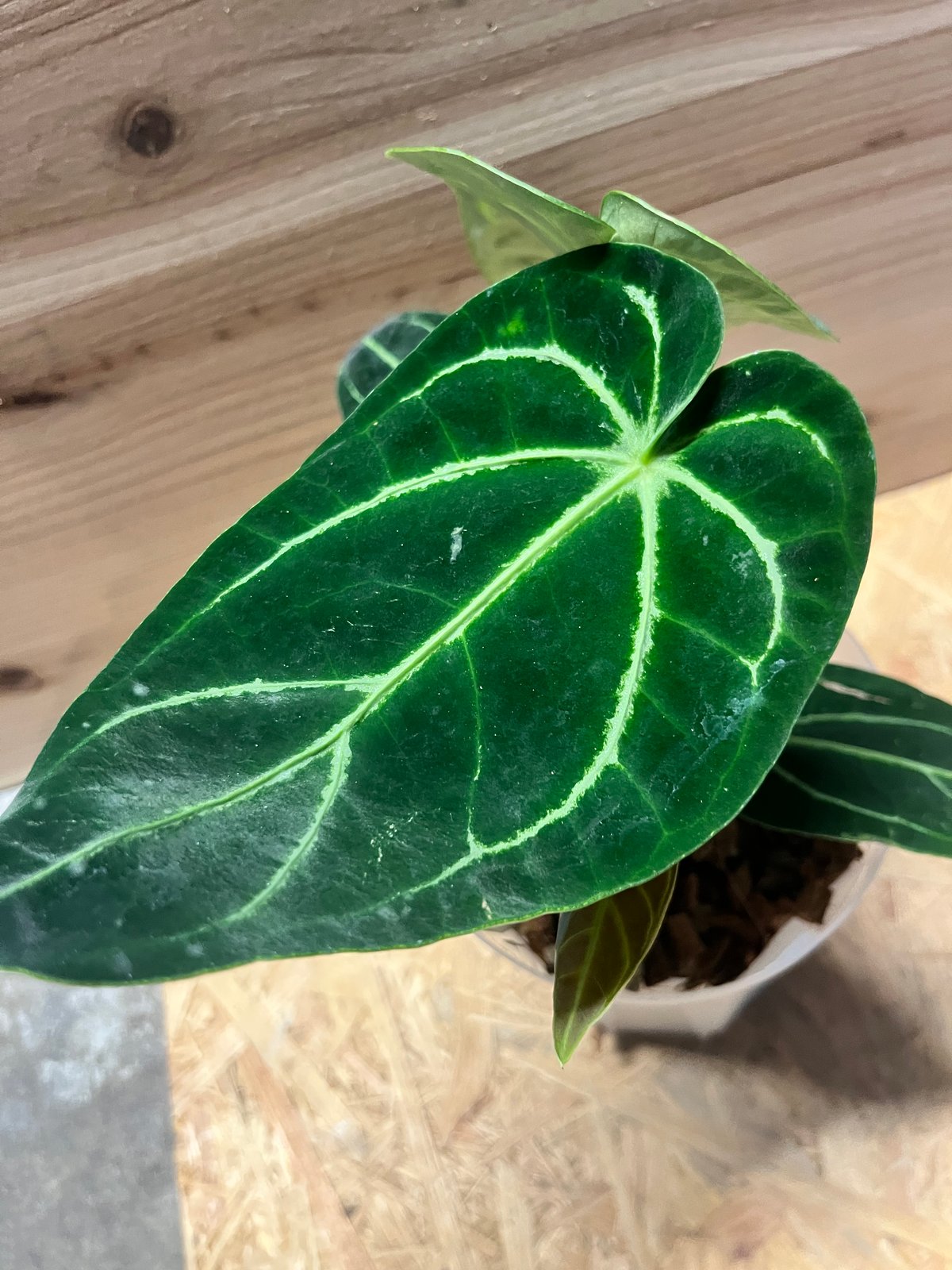 アンスリウム レガレ ダークフォーム | GREEN LUCK