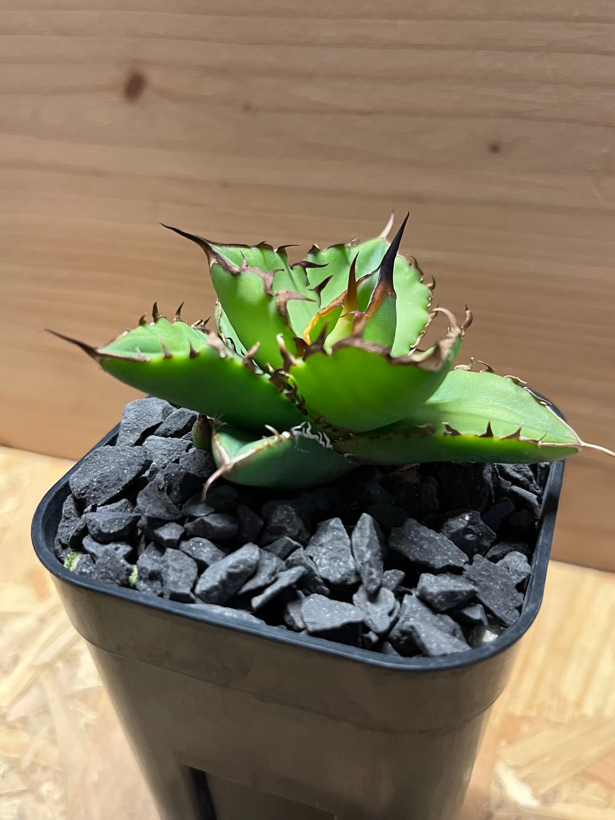 アガベ チタノタ ドラゴンクロウ | GREEN LUCK