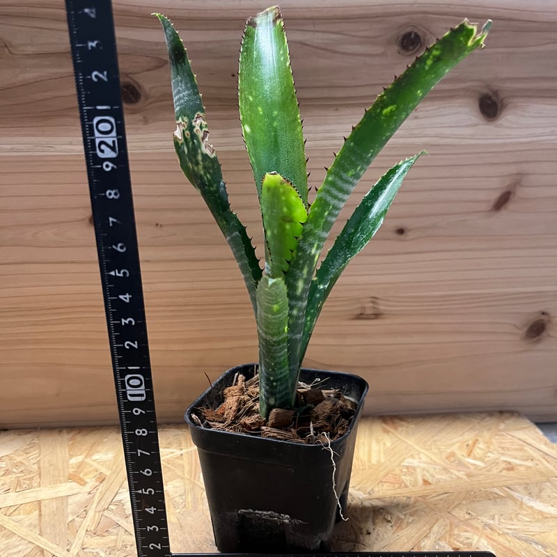 ビルベルギア ブラボー | GREEN LUCK