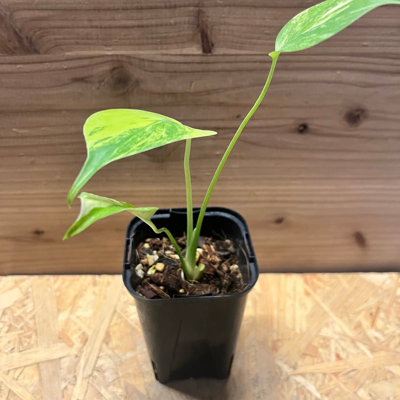 モンステラ デリシオーサ 'イエローマリリン' | GREEN LUCK