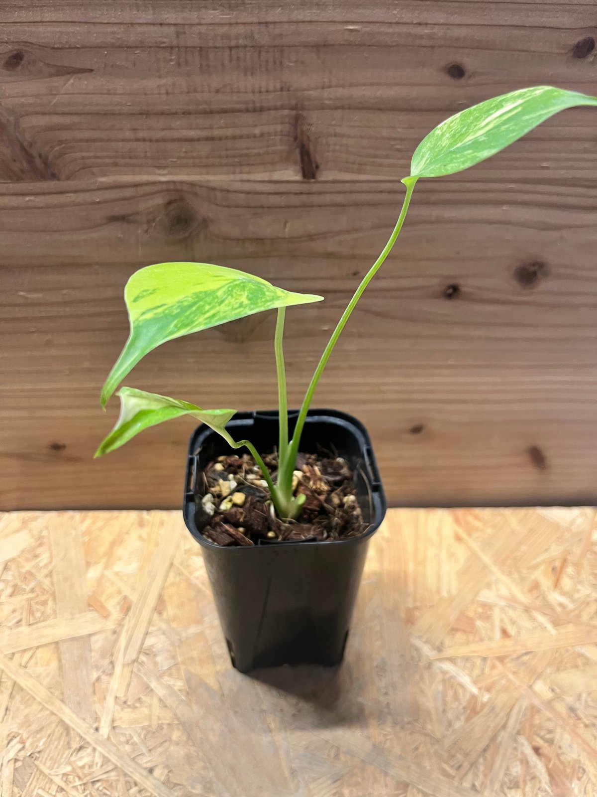 モンステラ デリシオーサ 'イエローマリリン' | GREEN LUCK