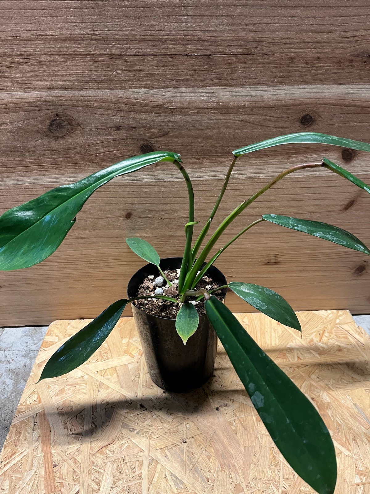 フィロデンドロン ジョーピー | GREEN LUCK