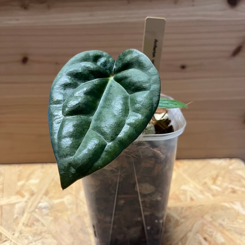 アンスリウム　ルクスリアンス　シャープ　ボトムカット 現品お届け】アンスリウム ルクスリアンス Anthurium luxrians 4号（1