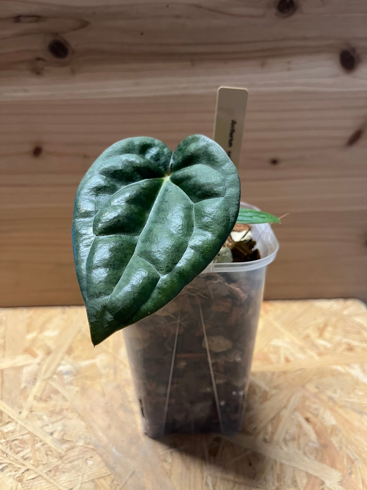 アンスリウム カーラブラッキー×ルクスリアンス | GREEN LUCK