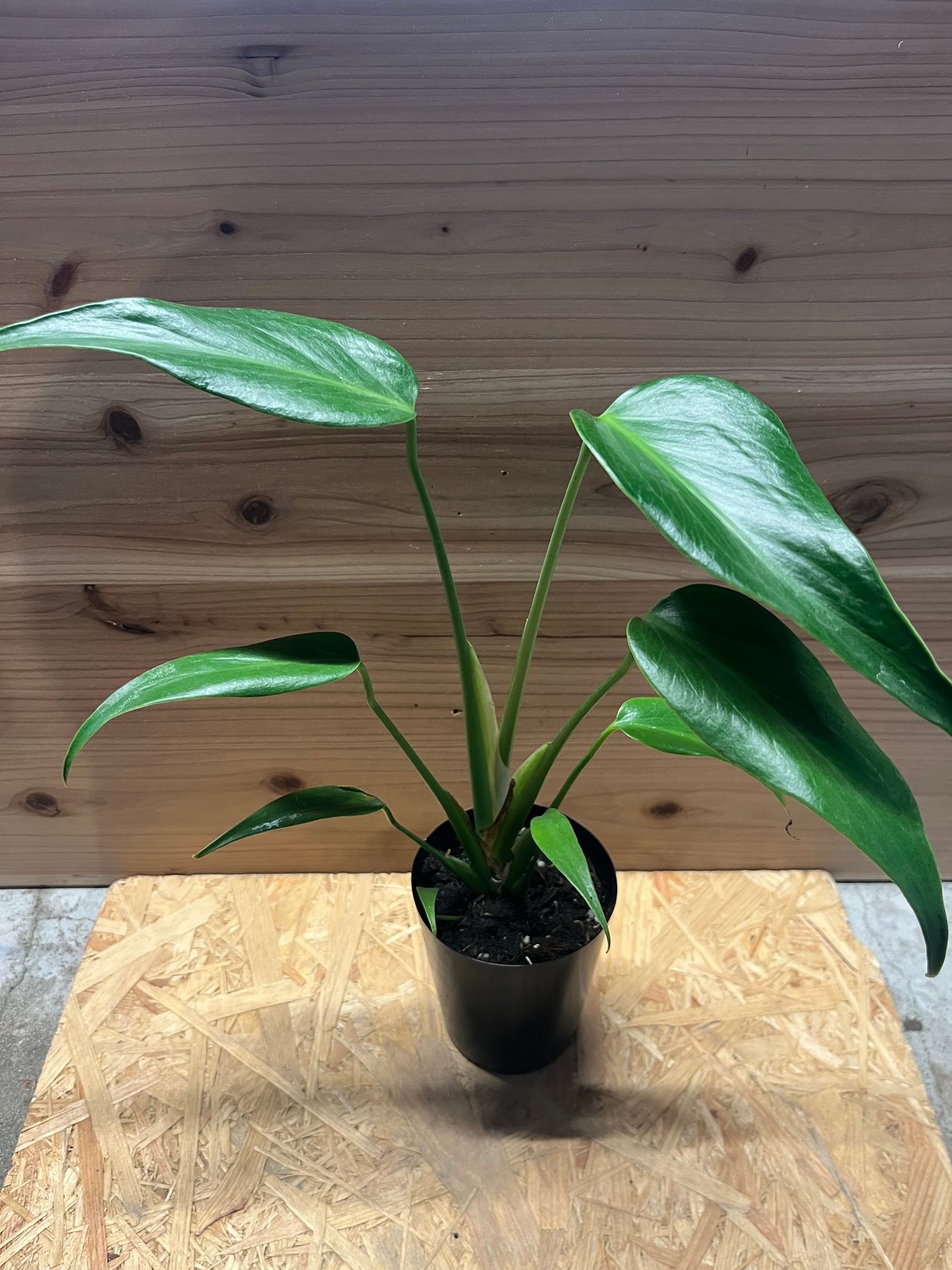 t*i様 モンステラデリシオーサバールマルクスフレームベアルート発根済美株 S*u様 モンステラデリシオーサバールマルクスフレームベアルート発根済