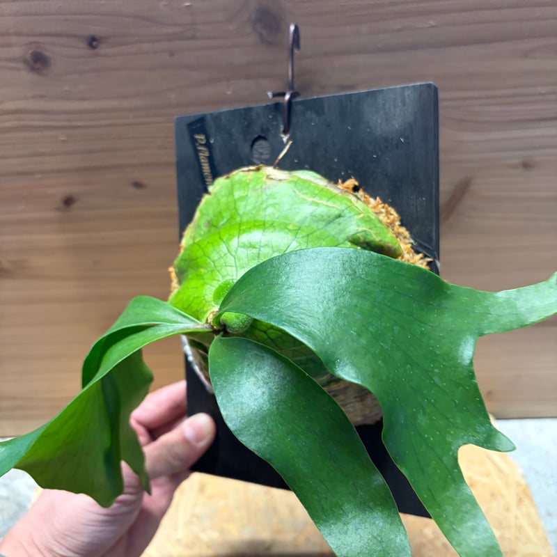 ビカクシダ 'フラメンコ' | GREEN LUCK