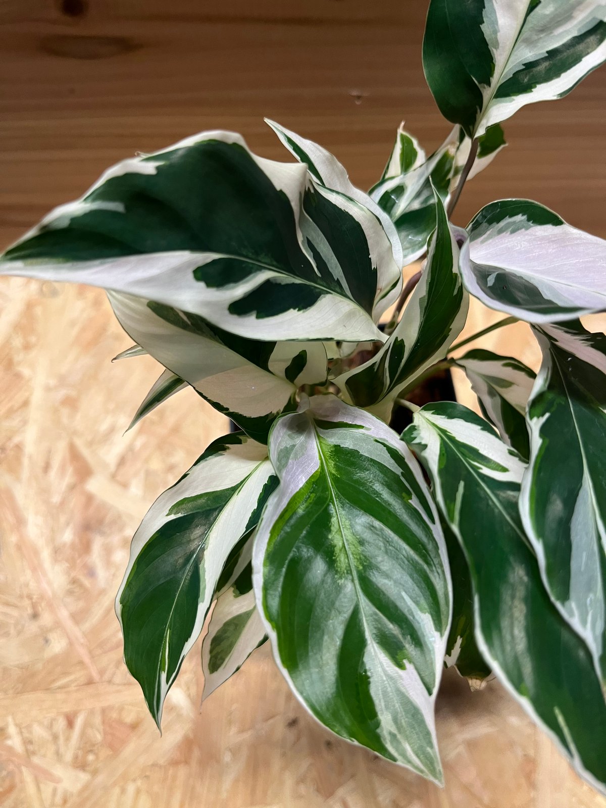 カラテア ホワイトフュージョン | GREEN LUCK