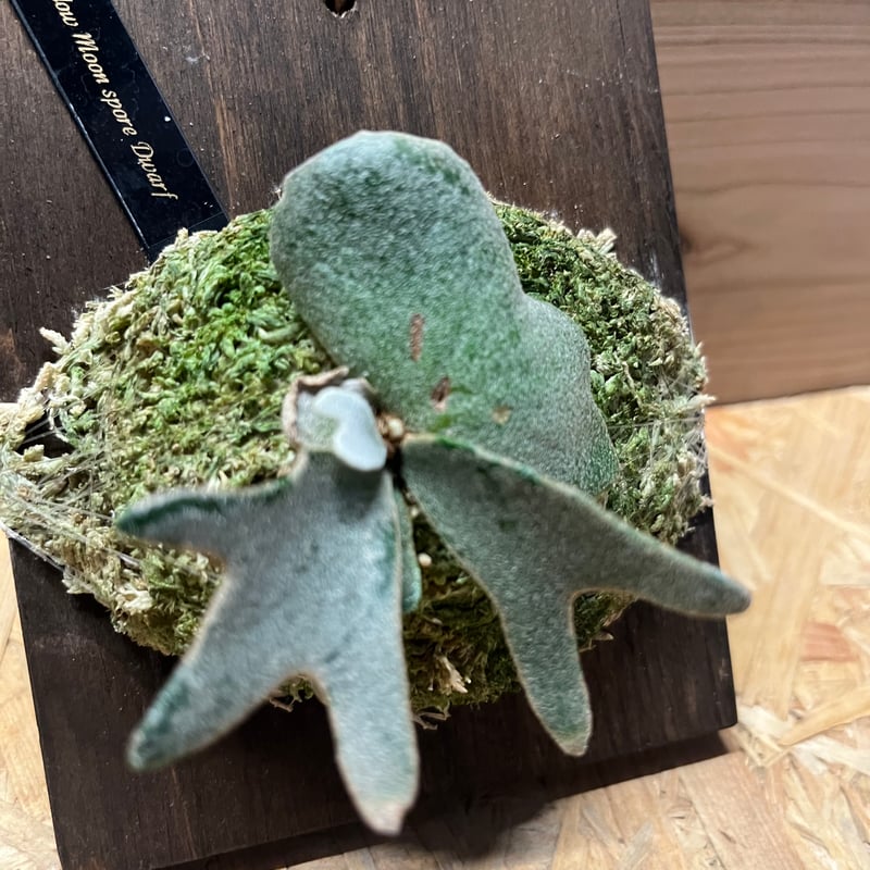 ビカクシダ イエロームーンドワーフ スポア | GREEN LUCK