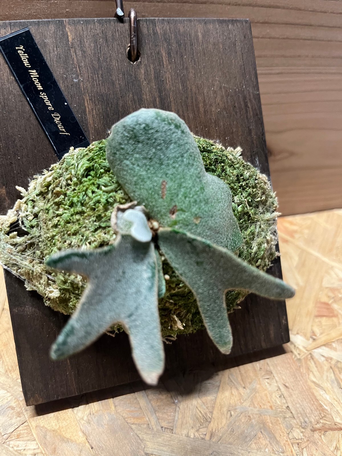 ビカクシダ イエロームーンドワーフ スポア | GREEN LUCK