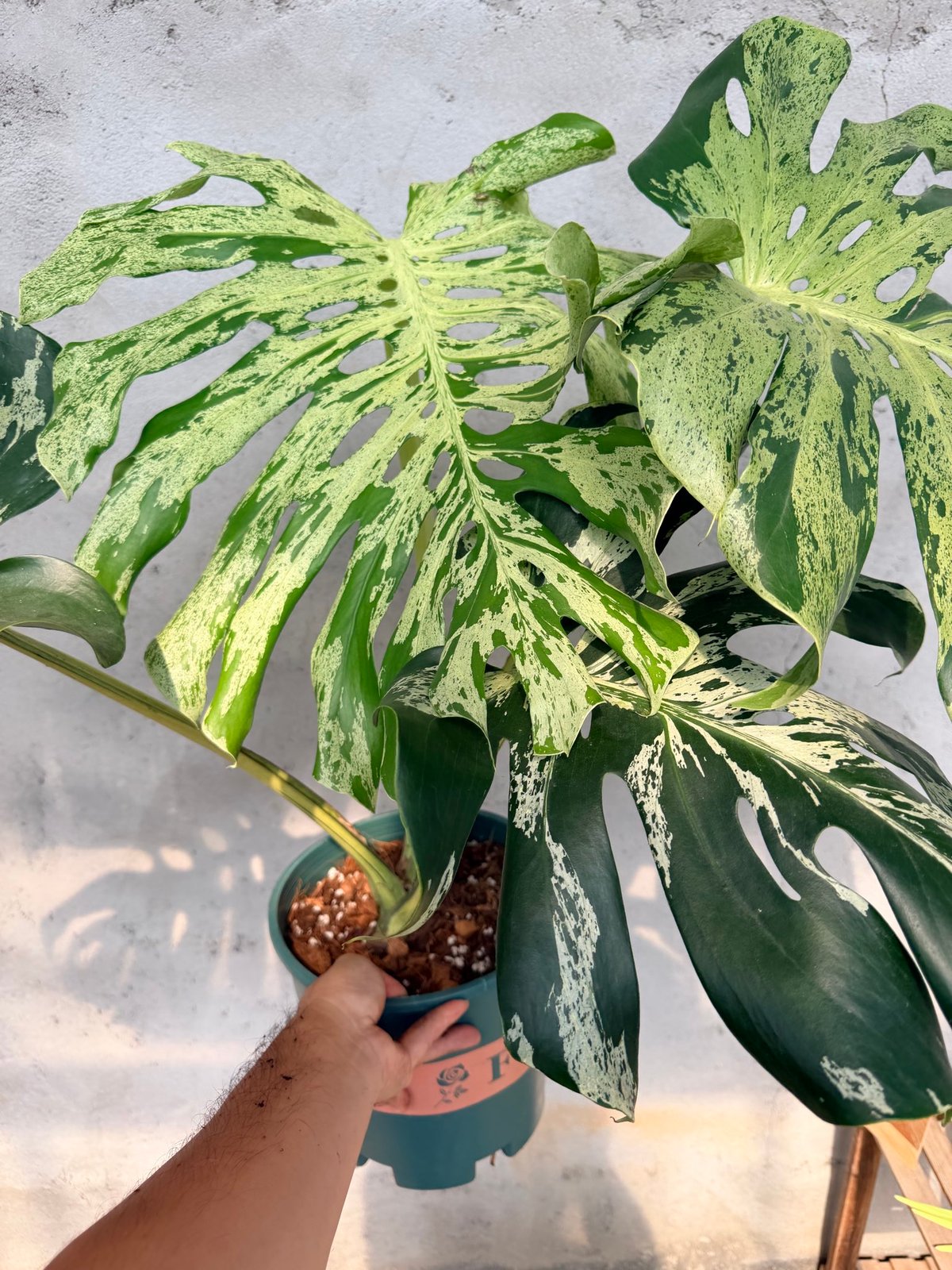 モンステラ デリシオーサ 'バルバソー' | GREEN LUCK